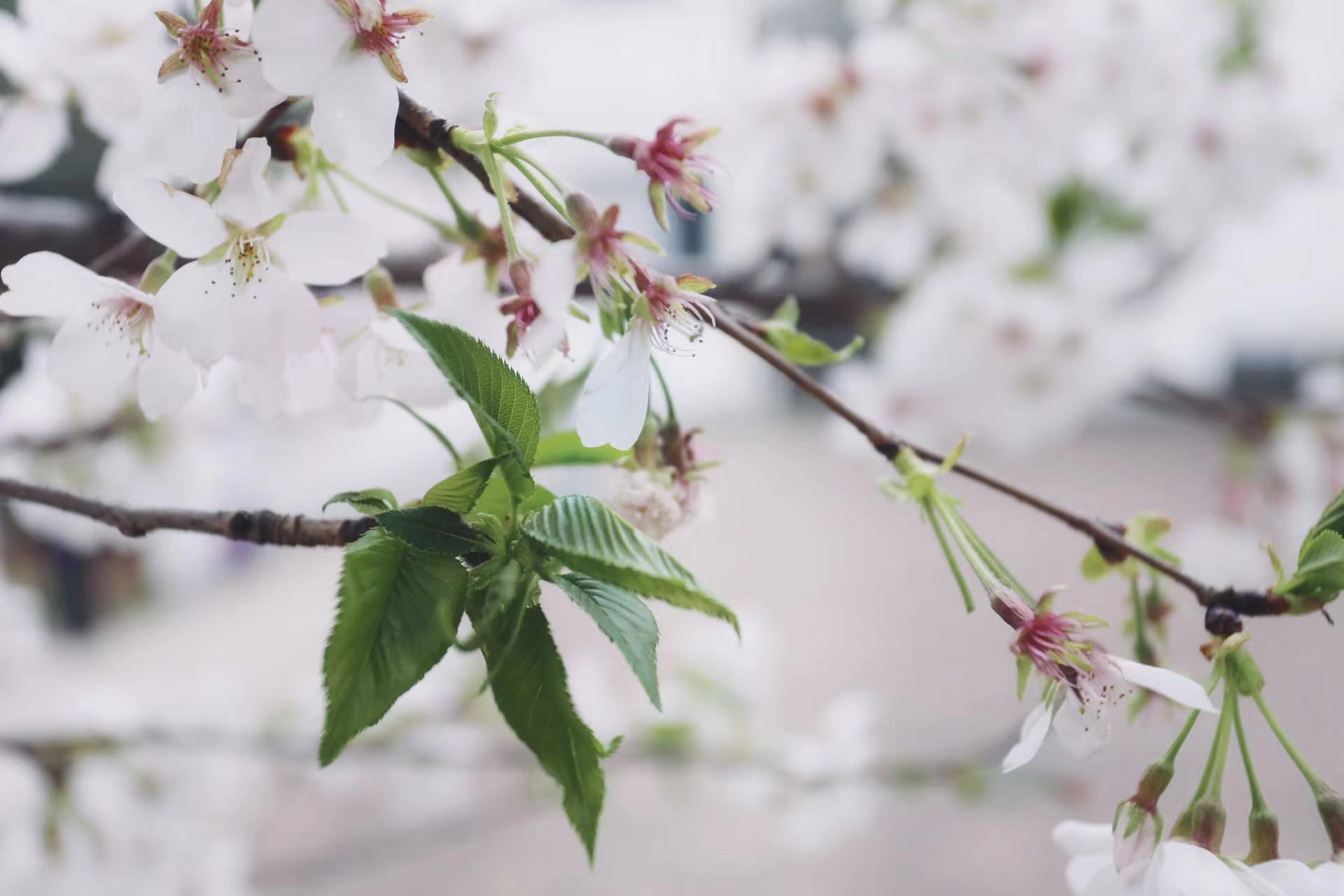 Close-up photograph of pale blossoms and green leaves