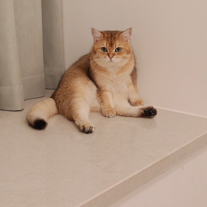 My golden cat sitting beside the curtains